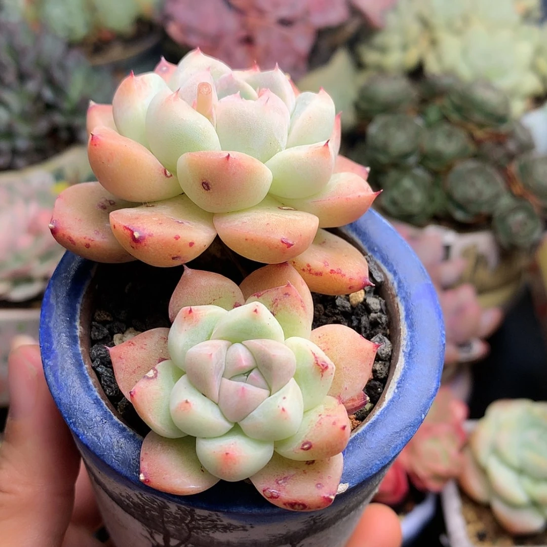 【闪购商品】亦草带盆