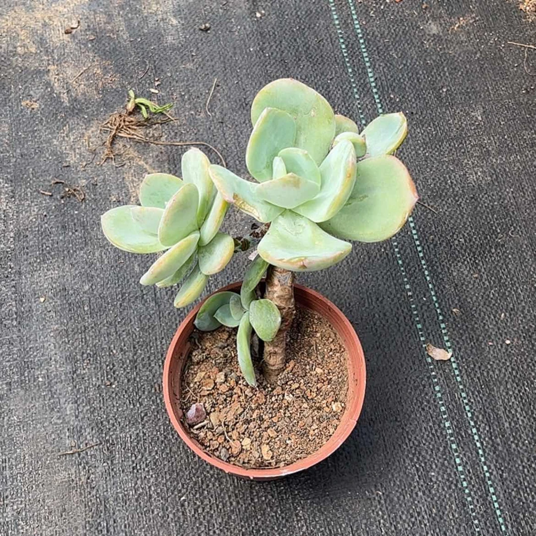 【闪购商品】无花朵G**✨