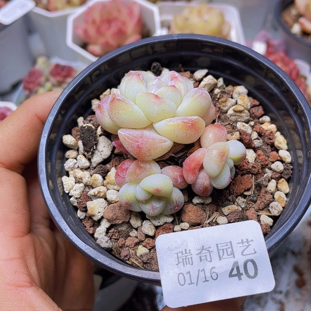 000000000000040量拍