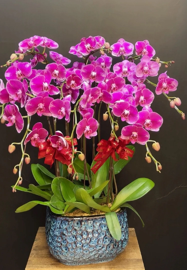 （金财主）蝴蝶兰大花出梗苗室内盆栽花卉