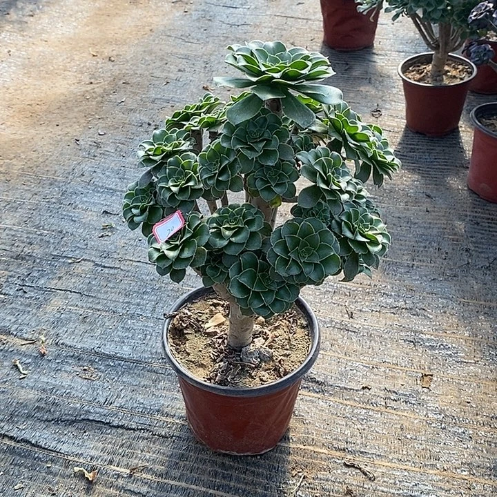 20，绿法师多肉法师多肉法师