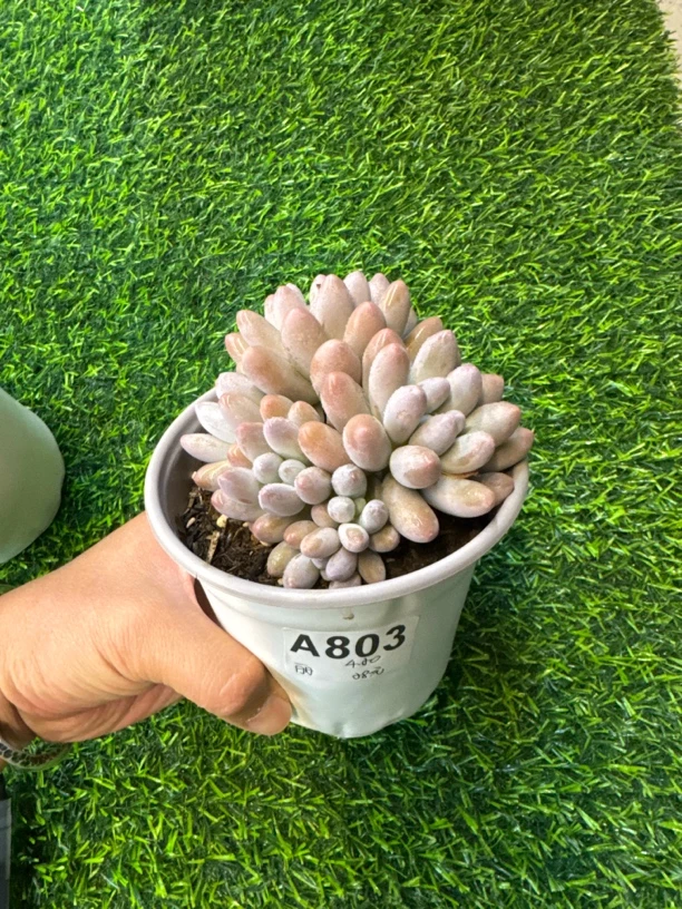 A803，俊丽，多肉植物一物一拍