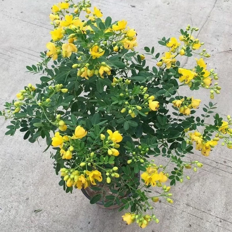 【黄金梅带花苞发货】四季种植开花植物盆栽室内外客厅养护