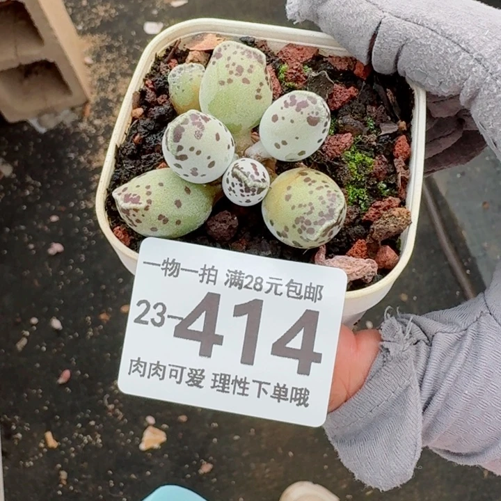 海豹会掉叶子不售后无盆土发货