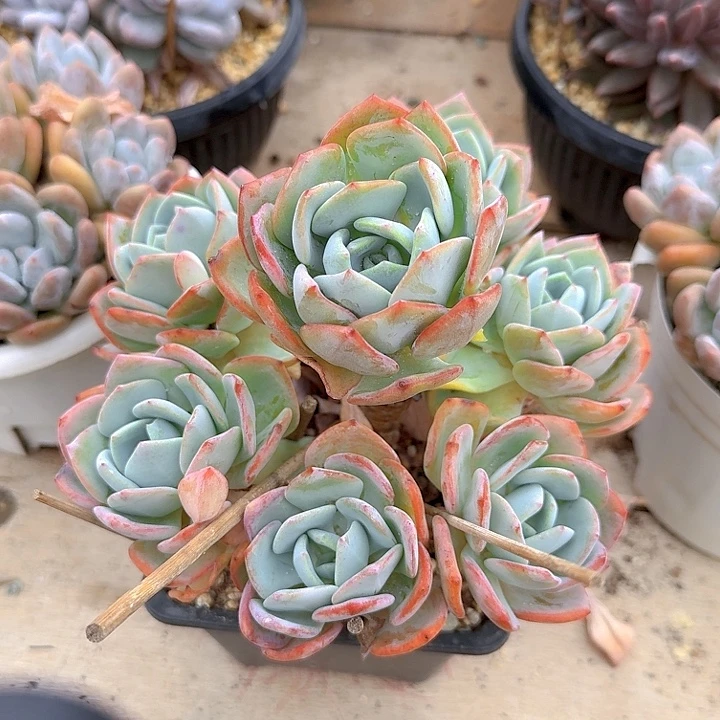 阳****白月光多肉植物的