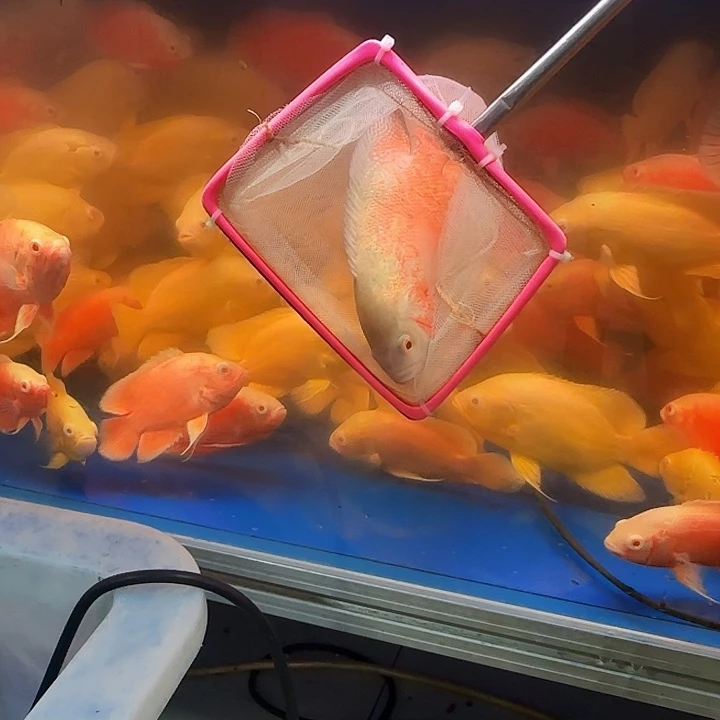 狼****海水啊啊啊啊啊啊啊啊