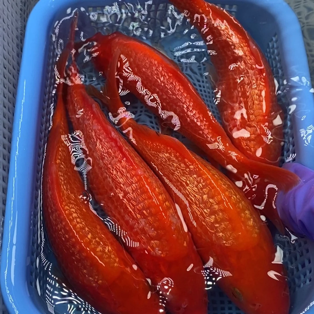 锦鲤冷水锦鲤包邮 5