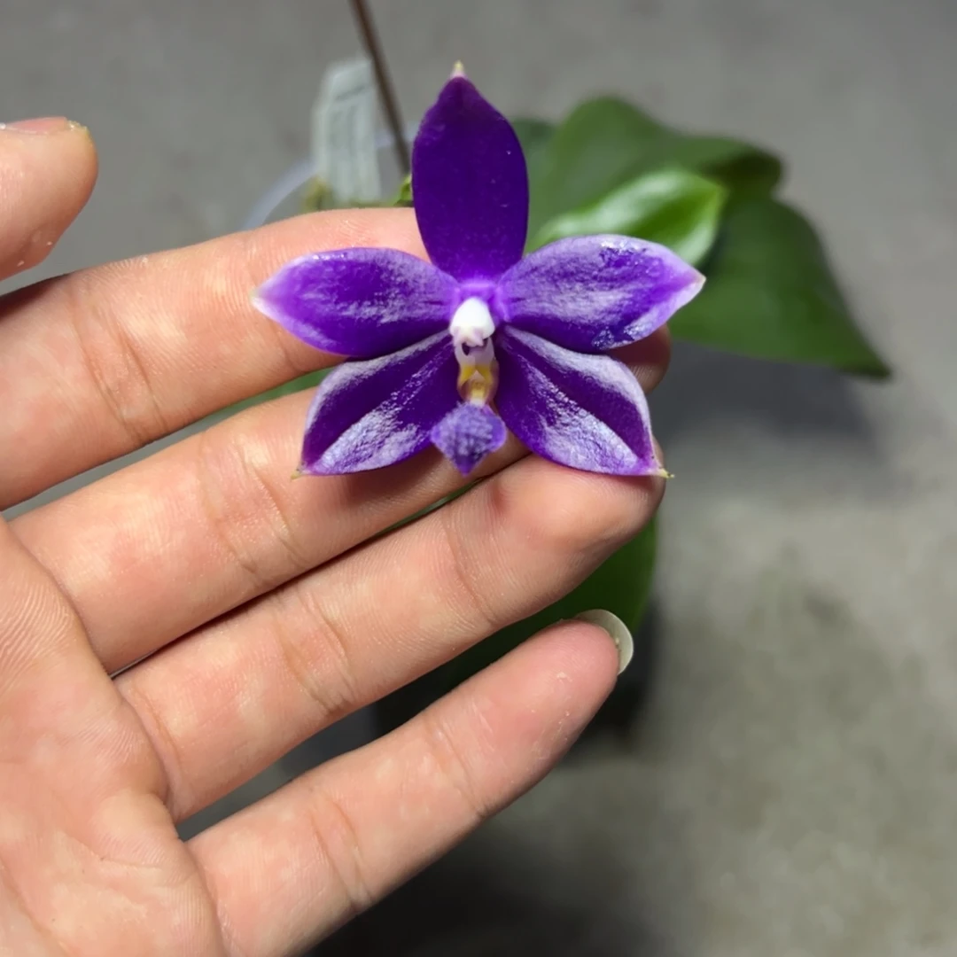 完全开放l215三寸ys1182