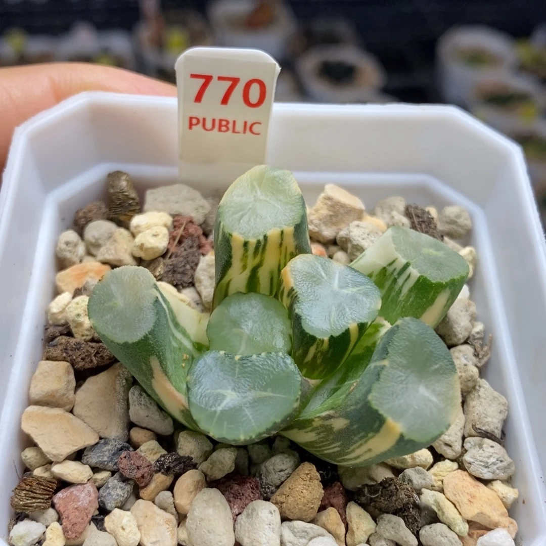 770号山之翠万象锦多肉