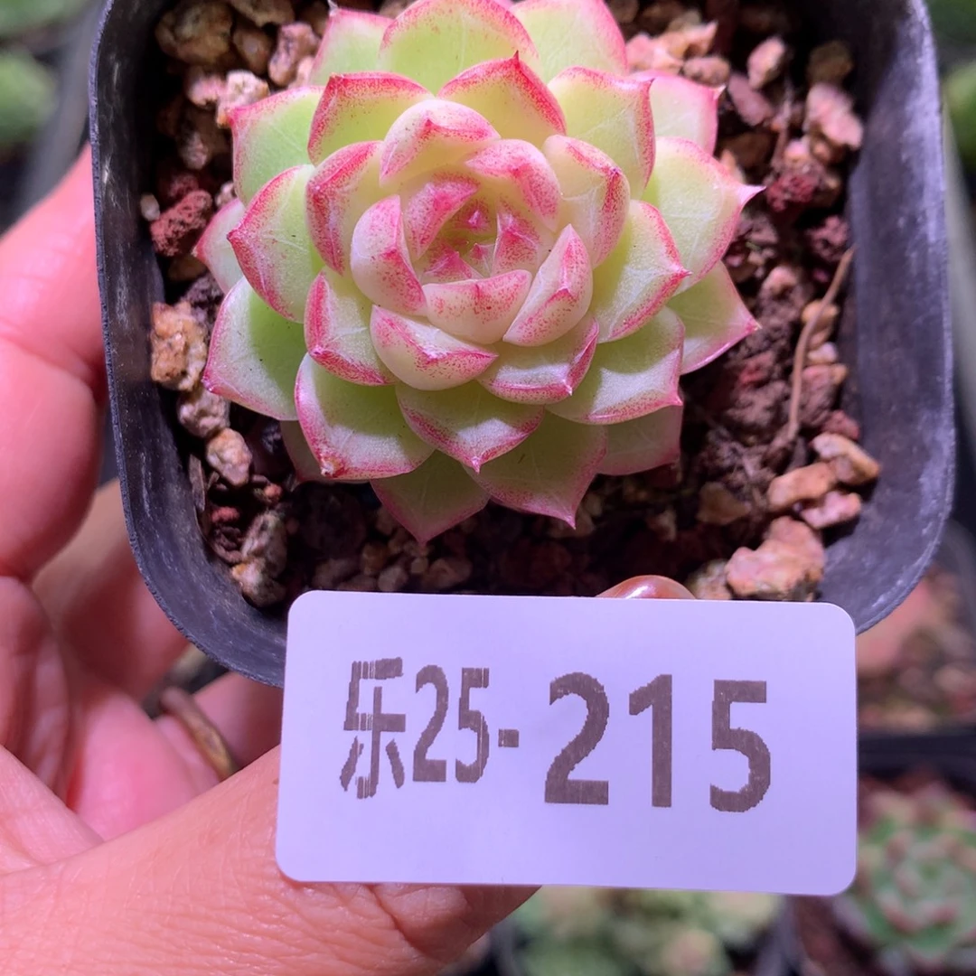 乐然25-215 女王玫瑰