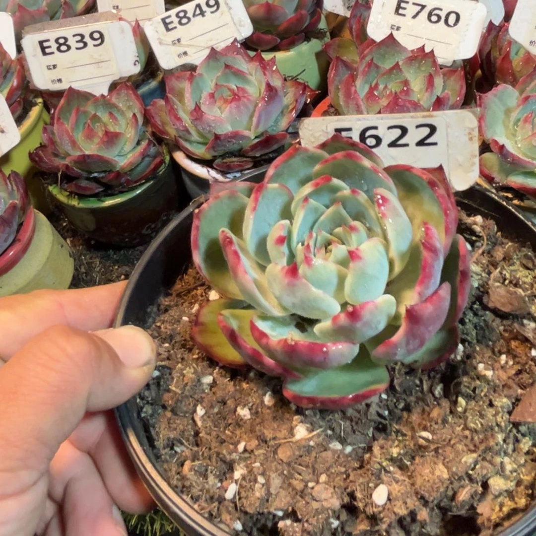 惊鸿一瞥622号多肉