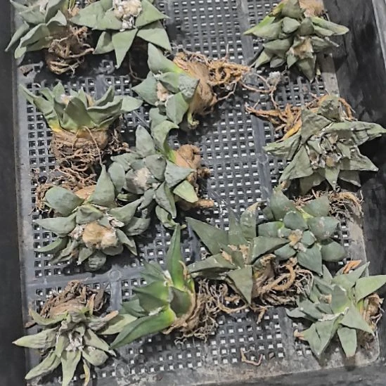 福利，实生仙人球！！！