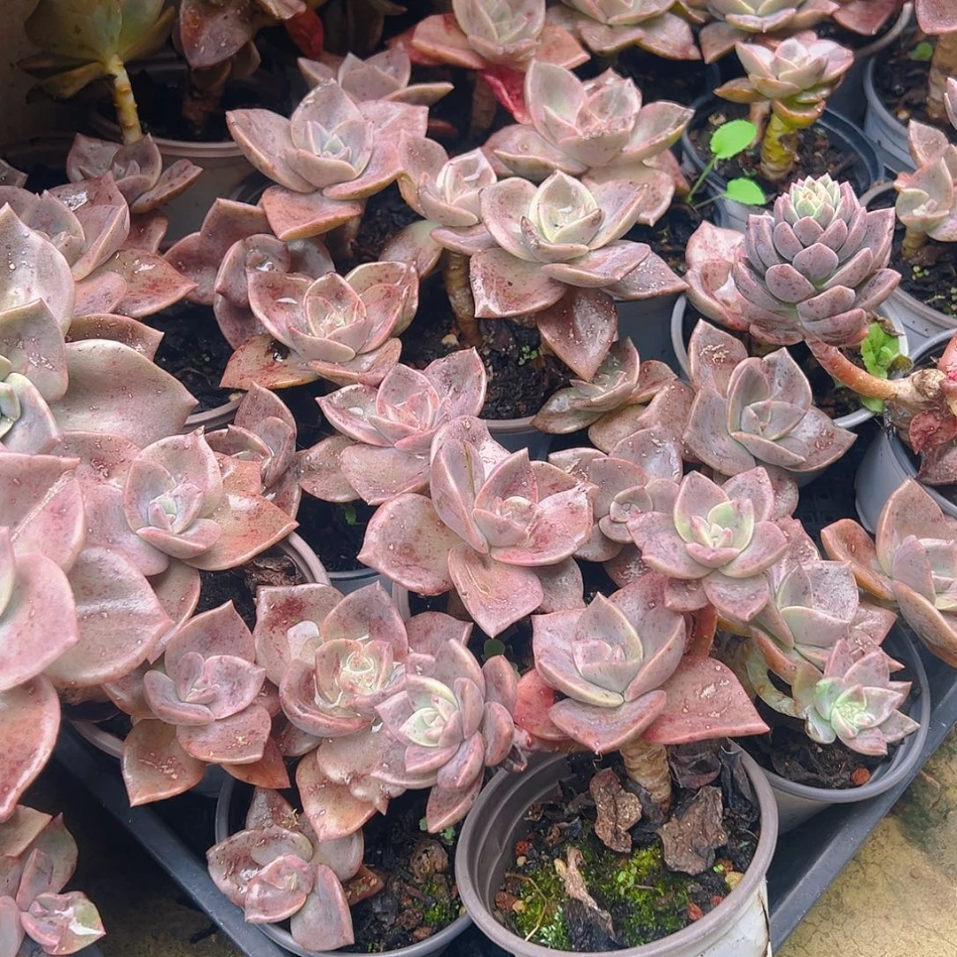 多肉植物旭鹤15个