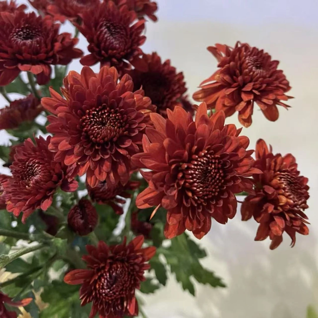 红青铜小菊花盆栽庭院阳台花卉植物多年生易爆花易养护