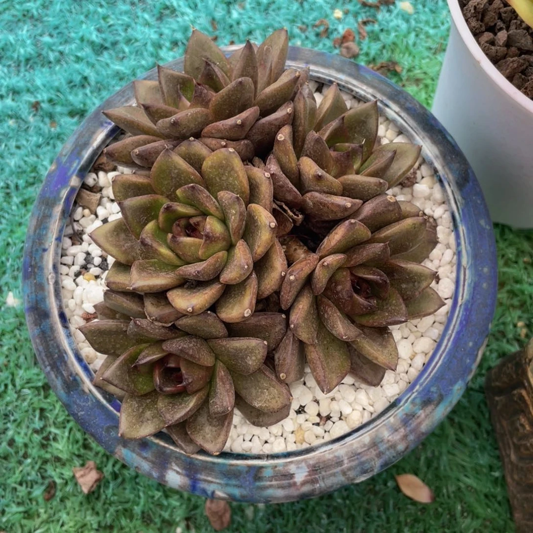 多肉植物盆栽多肉植物