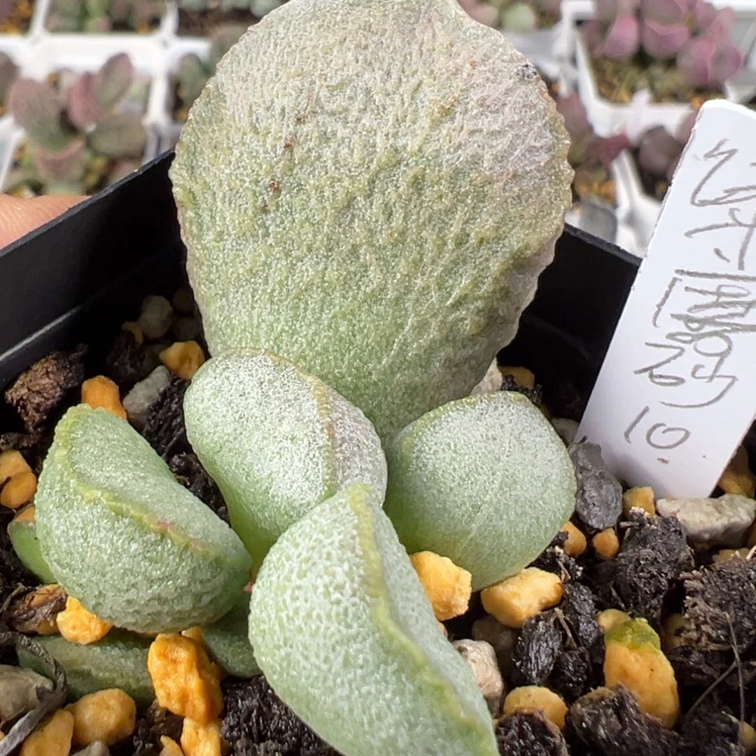 w绿磨砂蛋多肉植物水泡