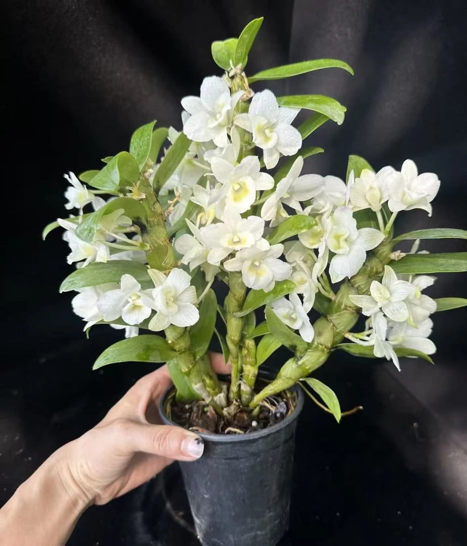 白玉《春石斛》1颗室内高端花卉盆栽