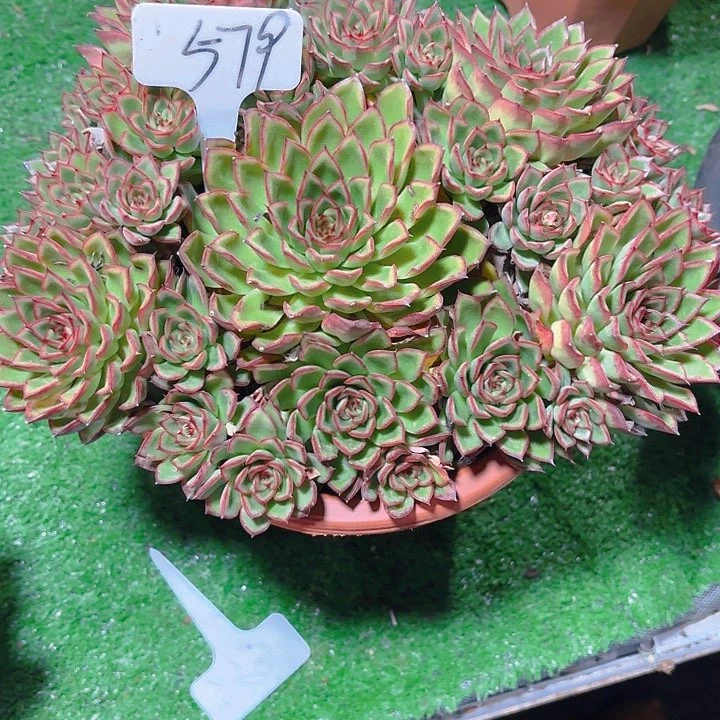 锅***巴丽娟花卉萤火虫579
