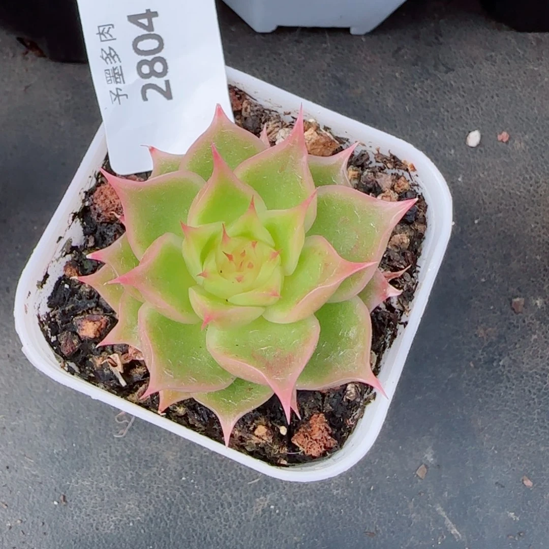 荧光海胆，2804多肉植物