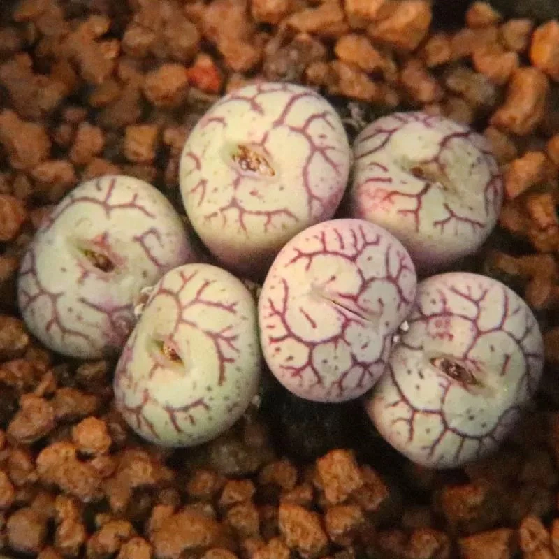 猴脸清姬多肉植物肉锥