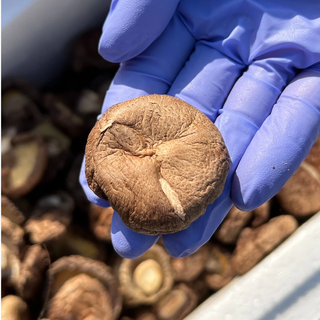 新货小香菇干烘干头茬小冬菇蘑菇50-500g绿色蔬菜