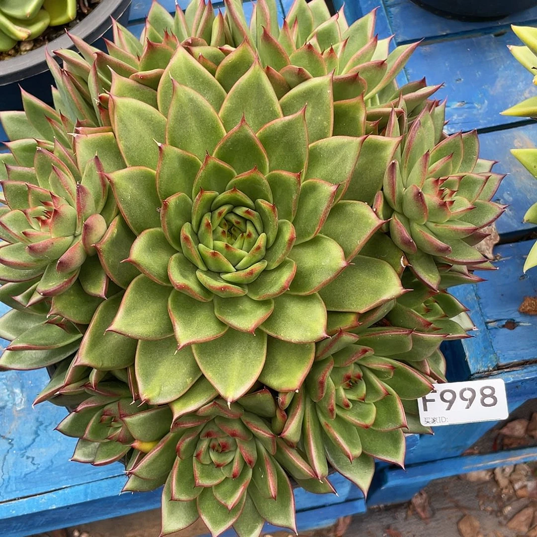 若如东云单拍F998
