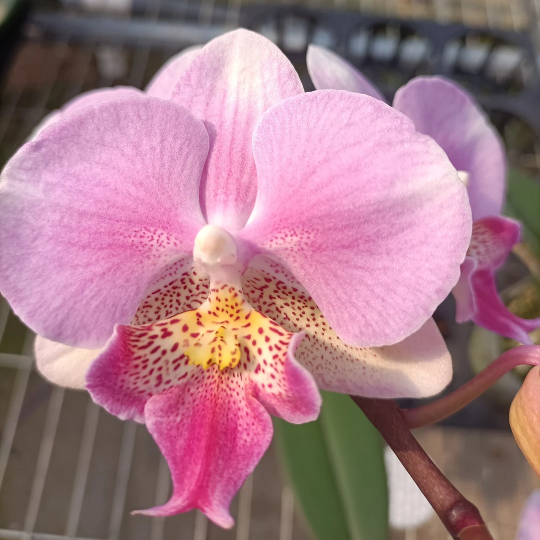 【原生种1807】3.5寸加高杯 室内高端花卉蝴蝶兰