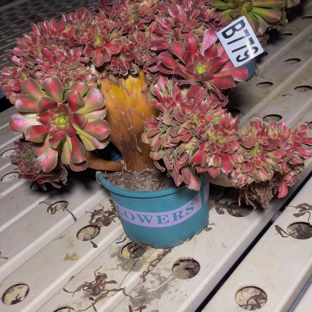 女巫宽中班7///—8包邮