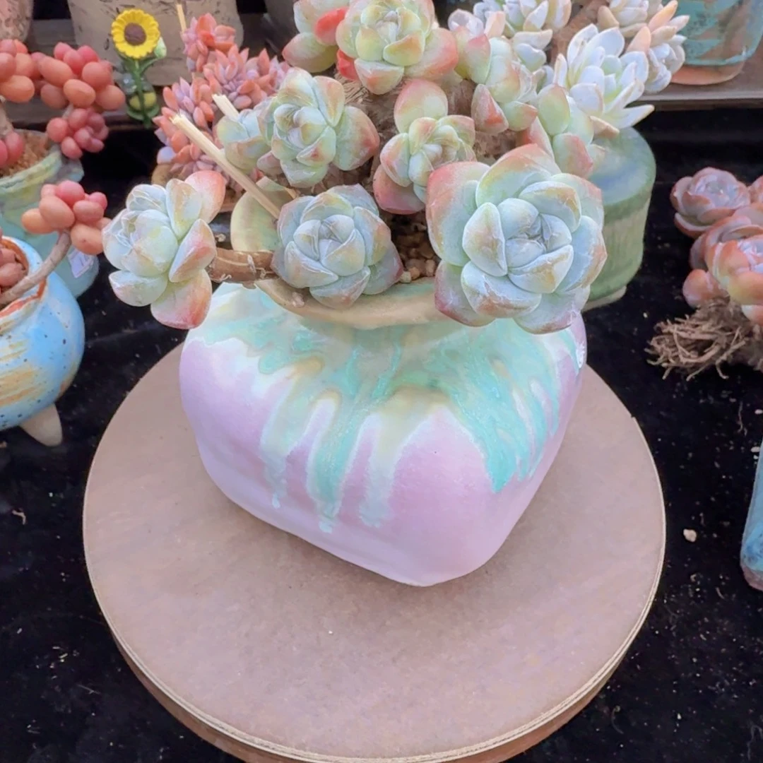 腻***冰玉多肉植物一颗