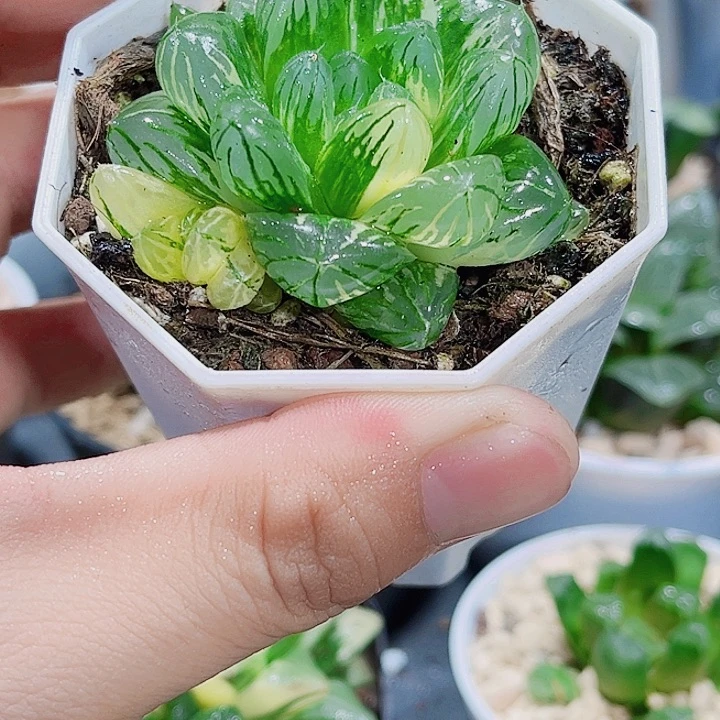 花火锦新手好养的