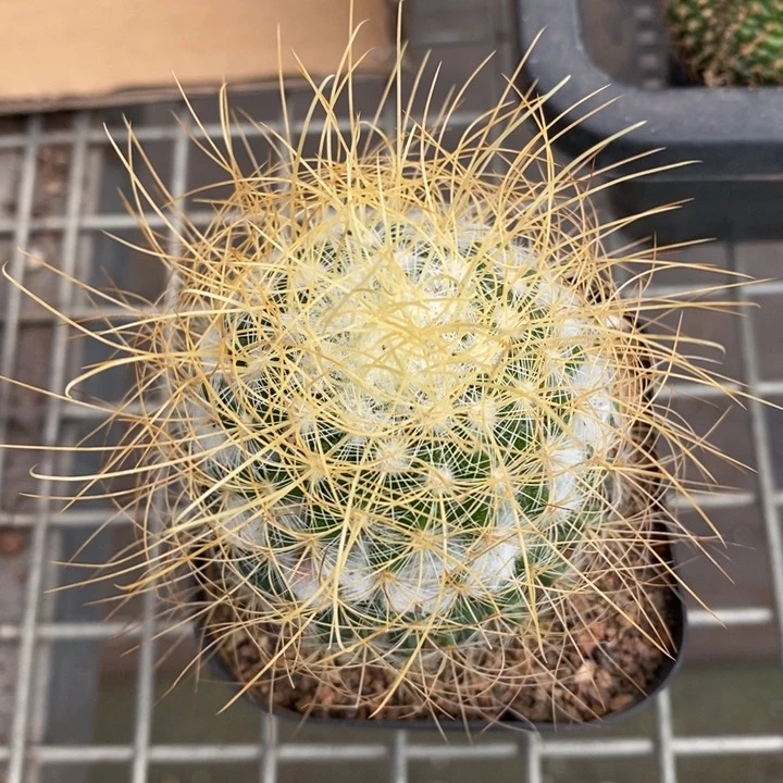 伯克利和格蕾纳等著名音乐