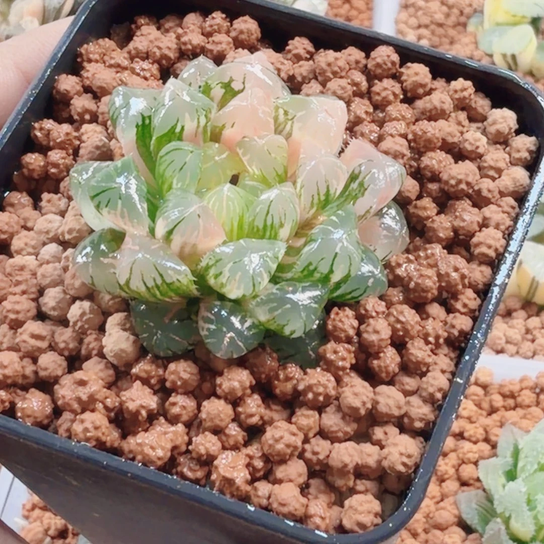 十二卷实生冰灯锦