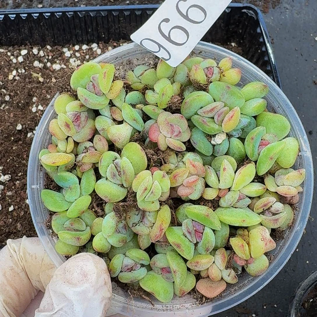 陌*多肉植物多肉植物966