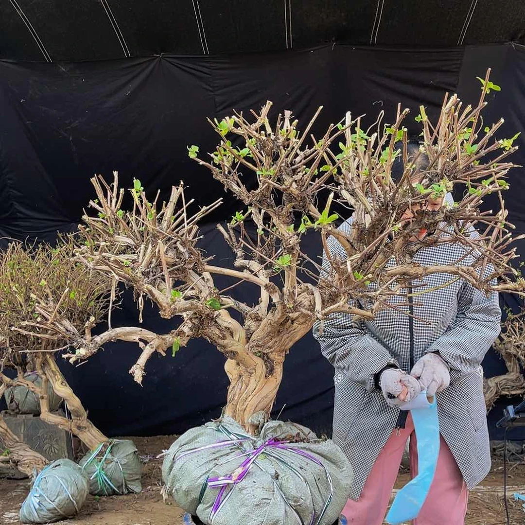 无花朵金银花的故事是一个人