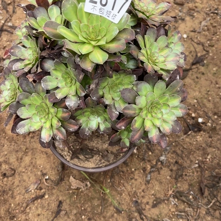 爱马仕中班多肉植物2817