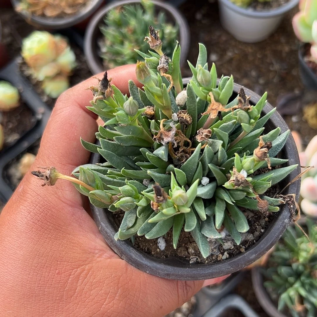 多肉植物黄花照波