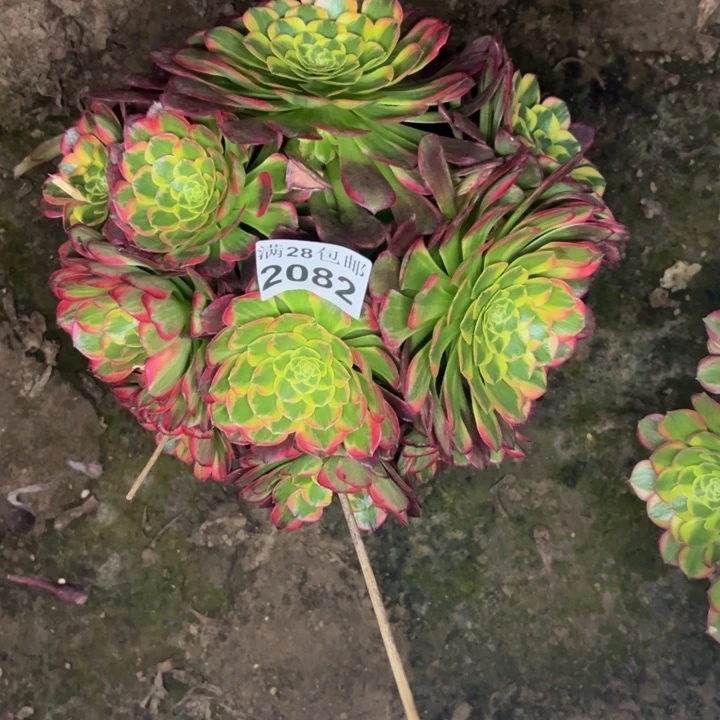 2082朝霞多肉植物