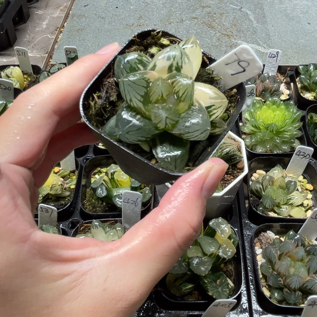 79OM玉露锦一物一拍