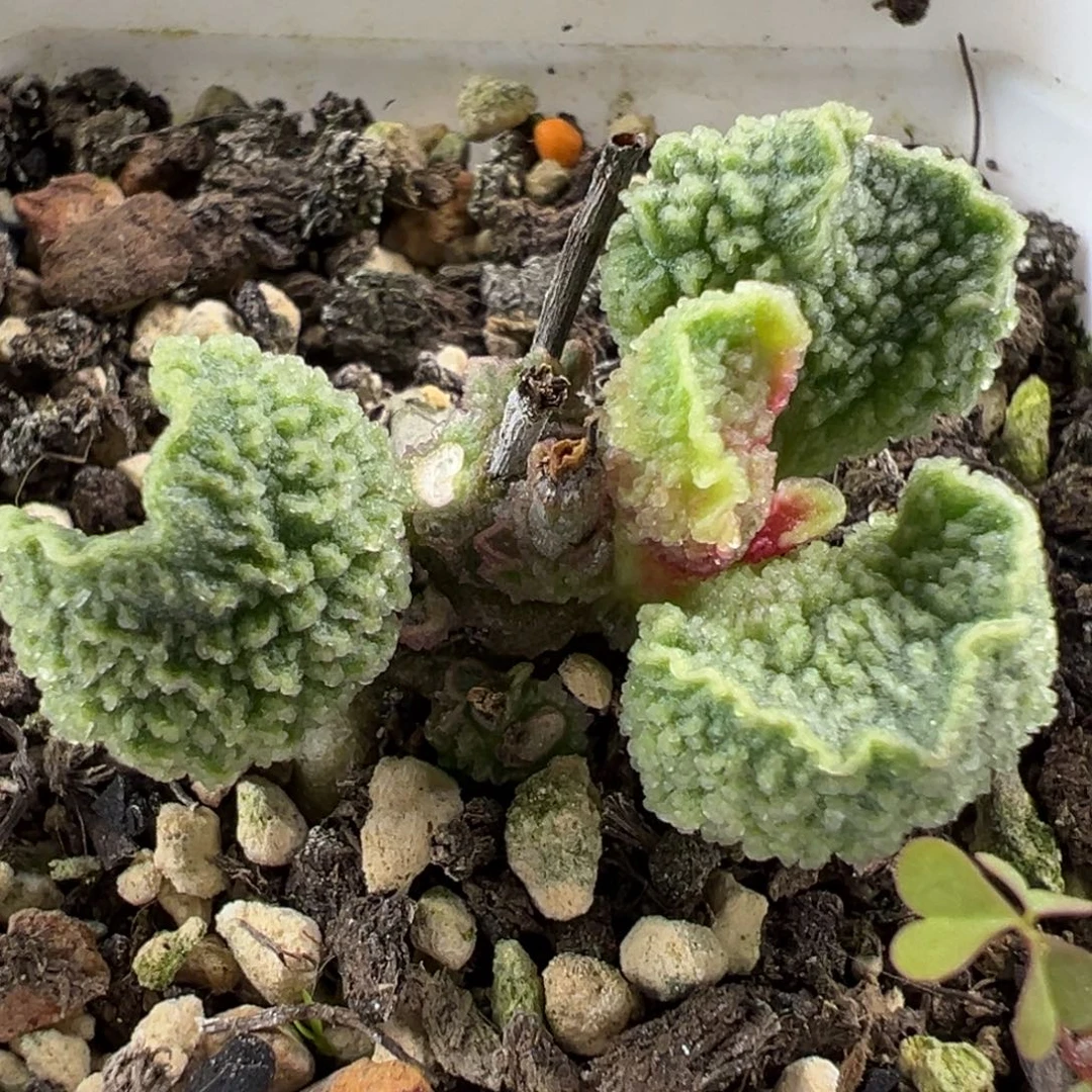 实生新品多头纯木质桩多肉植物