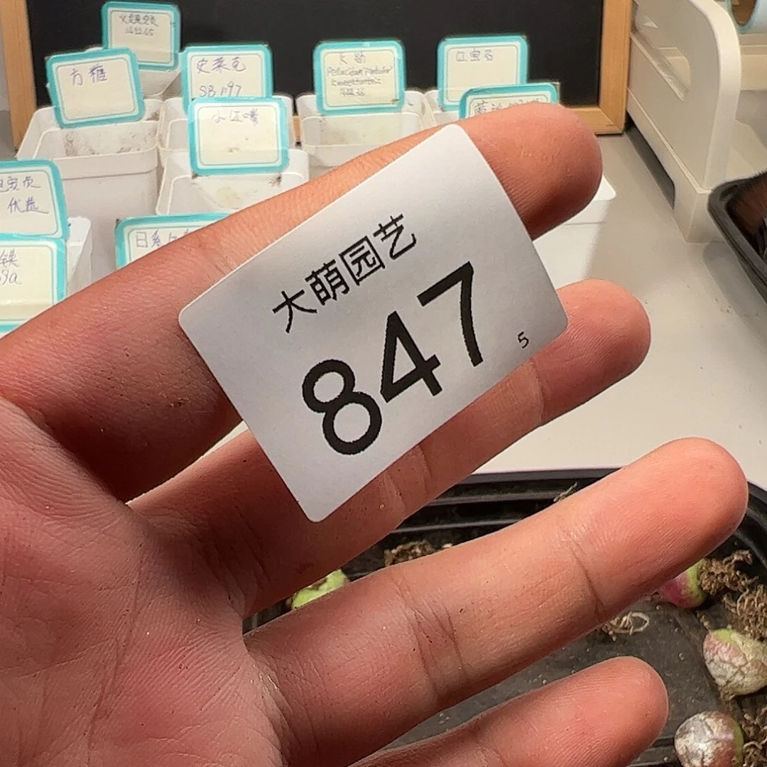 0000847量拍母本母本雪，茄1颗老皮皱