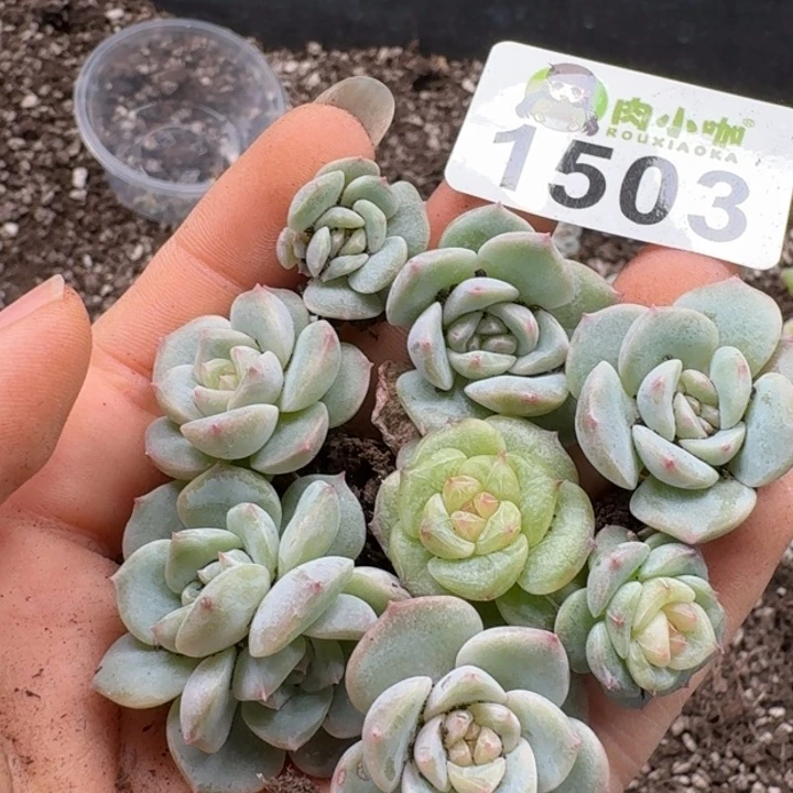 无花朵多肉植物多肉植物