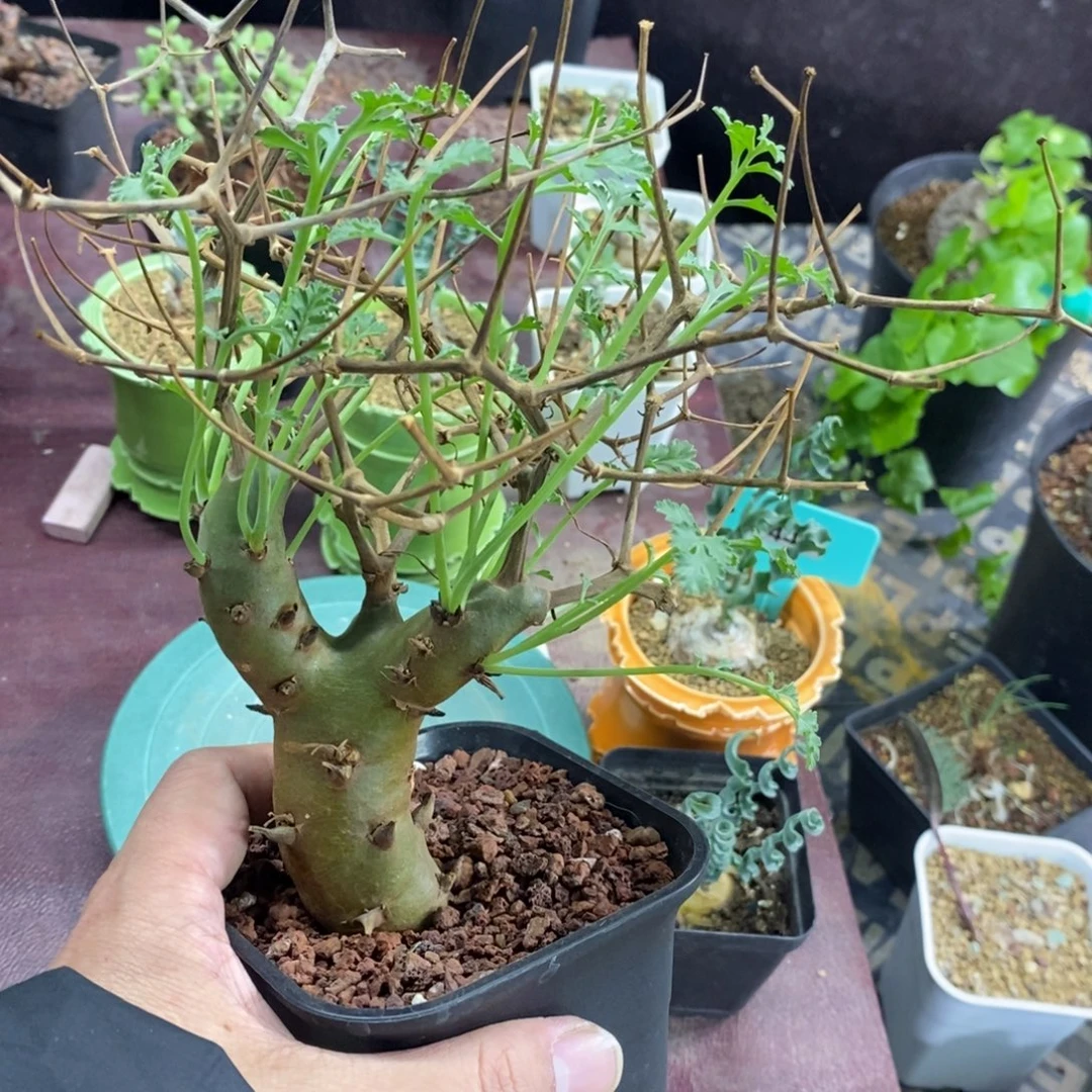 海茴香叶杨奎多肉植物