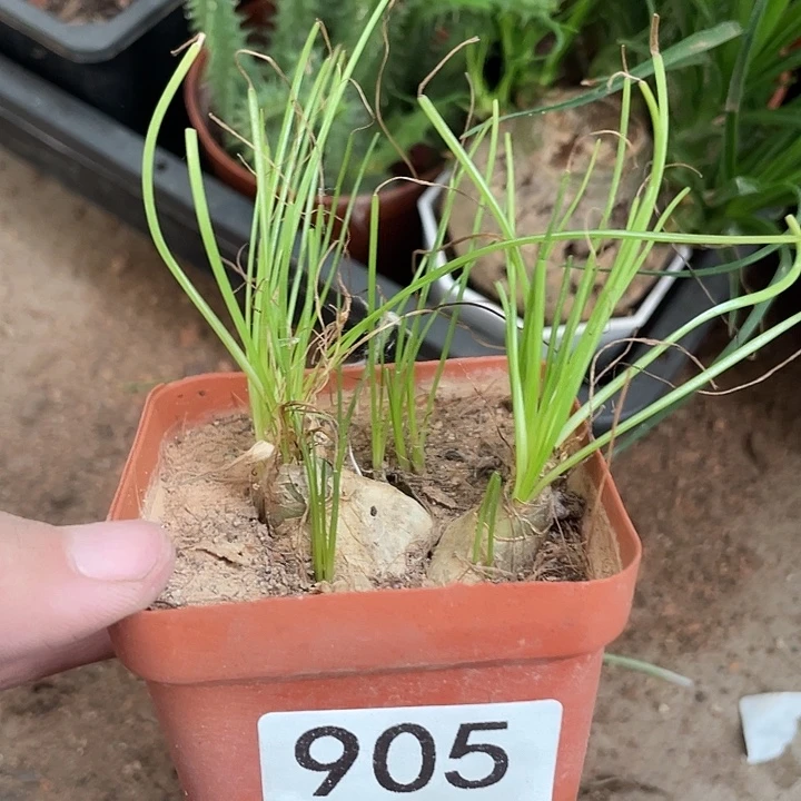 905香水兰仙人球植物