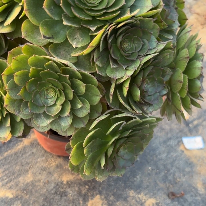 万拉丝多肉断枝不包19