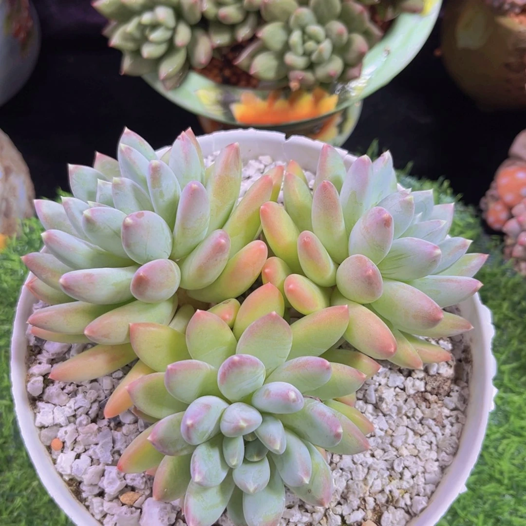 多肉植物天使之翼