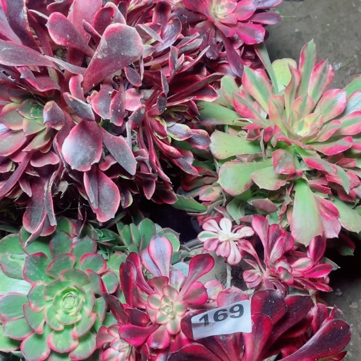 多肉植物组合169