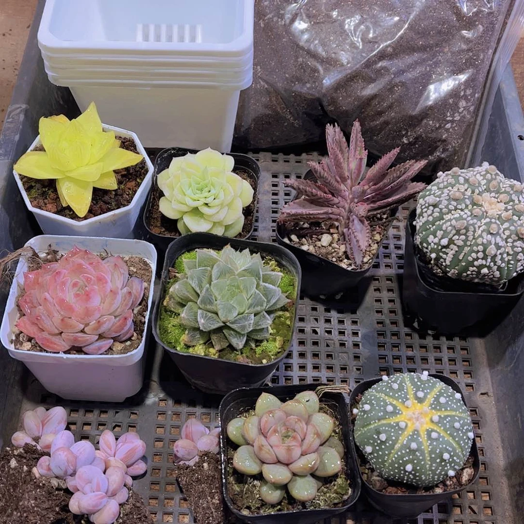 多肉647多肉植物