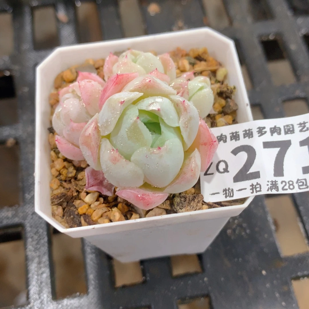 肉萌萌拇指盆精控多肉ZQ271