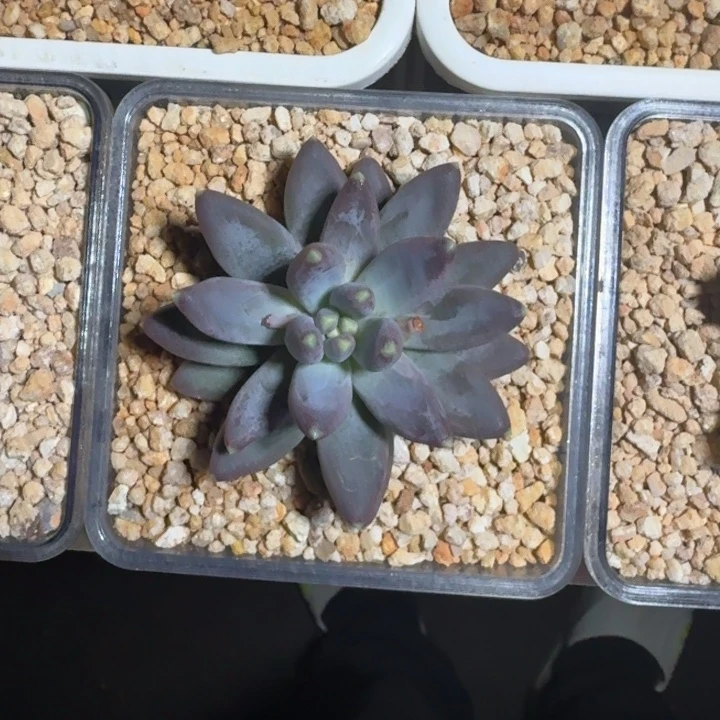 *****雪戴利 单头 一物一拍