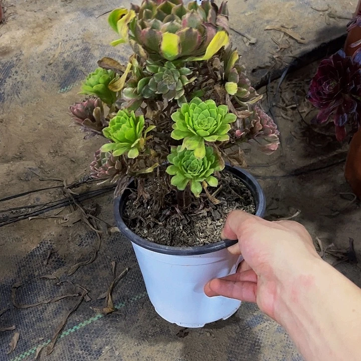 无花朵逍*游花脸粉黛编号734